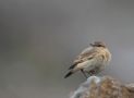 Isabelline Wheatear, Sweden 7th of December 2009 Photo: Tomas Lundquist