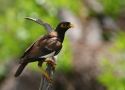 Common Myna, South Africa 1st of March 2009 Photo: Arne Volf