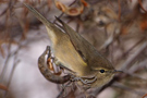 Canary Islands Chiffchaff, Spain 18th of November 2009 Photo: Allan Helge Nolte