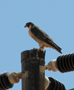 Peregrine Falcon, ssp. minor?, Namibia 15th of March 2008 Photo: Jens Thalund