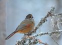Siberian Jay, Sweden 30th of December 2009 Photo: Tomas Lundquist