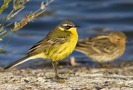 Western Yellow Wagtail, male 
