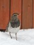 Black-throated Thrush, taigatrast, Sweden 4th of January 2010 Photo: Tomas Lundquist