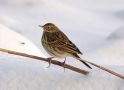 Meadow Pipit, Sweden 6th of January 2010 Photo: Ronny Hans Ingemar Svensson