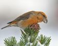 Parrot Crossbill, Papegojnäbb!, Sweden 6th of January 2010 Photo: Mikael Nord