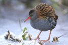 Water Rail, Sweden 4th of January 2010 Photo: Daniel Pettersson