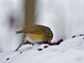 Red-flanked Bluetail, Sweden 16th of January 2010 Photo: Claus Halkjær