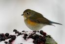 Red-flanked Bluetail, 2cy, Sweden 17th of January 2010 Photo: Tommy Andre Andersen