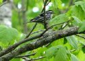 Black-and-white Warbler, USA 5th of June 2008 Photo: Jens Thalund