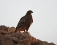 Steppe Eagle, 1cy, Oman 28th of November 2009 Photo: David Erterius