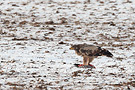 Steppe Eagle, 3cy with prey, Sweden 25th of January 2010 Photo: Helge Sørensen