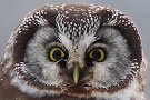 Boreal Owl, Perle profil, Finland 29th of January 2010 Photo: Christian Axelsen