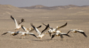 Great White Pelican, Take off !, Egypt 7th of May 2009 Photo: Rune Sø Neergaard