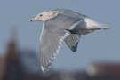 Glaucous-winged Gull, Letter fra bassinet ved pier 2 i Århus Havn, Denmark 21st of February 2010 Photo: Jens Kirkeby