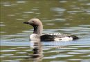 Black-throated Loon, Yngledragt, Sweden 31st of May 2009 Photo: Lauge Fastrup