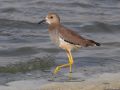 White-tailed Lapwing, Israel 23rd of March 2010 Photo: Oz Horine