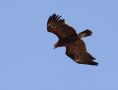 Greater Spotted Eagle, subad. , Israel 17th of March 2010 Photo: Klaus Malling Olsen