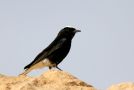 White-crowned Wheatear, Israel 24th of March 2010 Photo: René Larsen