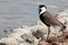 Spur-winged Lapwing, Israel 23rd of March 2010 Photo: Peter Brostrøm