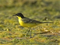 Western Yellow Wagtail, Male, Greece 27th of March 2010 Photo: Eva Foss Henriksen