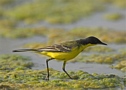 Western Yellow Wagtail, Male, Greece 27th of March 2010 Photo: Eva Foss Henriksen