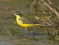 Western Yellow Wagtail, 