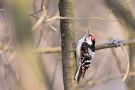 Lesser Spotted Woodpecker, Denmark 11th of April 2010 Photo: Keith Fox