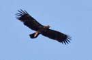 Eastern Imperial Eagle, Bulgaria September 2009 Photo: Lars Jensen