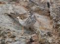Berthelot's Pipit, Spain 16th of March 2010 Photo: Peter Halkier