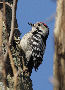 Lesser Spotted Woodpecker, Ihærdigt trommende, Denmark 14th of April 2010 Photo: Axel Mortensen