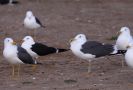 Lesser Black-backed Gull, heuglini and fuscus, Israel 16th of March 2010 Photo: Klaus Malling Olsen