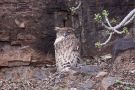 Brown Fish Owl, India 11th of March 2010 Photo: Erik Biering