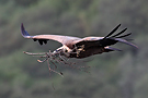 Griffon Vulture, Spain 30th of March 2010 Photo: Helge Sørensen