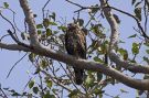 Crested Honey Buzzard, India 12th of March 2010 Photo: Erik Biering