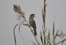 Clamorous Reed Warbler, Israel 27th of March 2010 Photo: Tonny Ravn Kristiansen