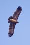 Greater Spotted Eagle, 