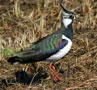 Northern Lapwing, Sweden 12th of April 2010 Photo: Emil Fich Larsen