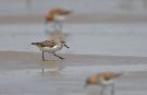 Spoon-billed Sandpiper, spooner, China 29th of April 2010 Photo: Tomas Lundquist