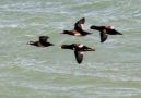 Surf Scoter, 2cy female, Denmark 10th of May 2010 Photo: Steen Reimers