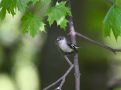 Collared Flycatcher, Poland 12th of May 2010 Photo: Anne Navntoft