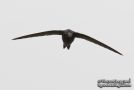 Common Swift, Front over..., Belgium 13th of May 2010 Photo: Vincent Legrand