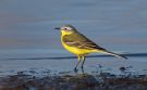 Western Yellow Wagtail, Denmark 29th of April 2010 Photo: Silas K.K. Olofson