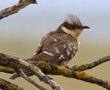 Great Spotted Cuckoo, adult, Spain 8th of May 2010 Photo: Hans Henrik Larsen