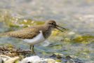 Common Sandpiper, Denmark 18th of May 2010 Photo: Freddy Rosning