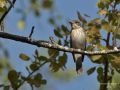 Spotted Flycatcher, Denmark 23rd of May 2010 Photo: Lars Gabrielsen