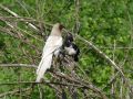 Eurasian Magpie, 'brown', adult hun? med normalfarvet juvenil unge, Denmark 21st of May 2010 Photo: Knud N. Flensted