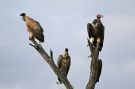 Lappet-faced Vulture, South Africa 15th of March 2008 Photo: Erik Biering