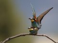 European Bee-eater, Parring, Greece 28th of May 2010 Photo: Klaus Dichmann