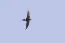 Pacific Swift, Denmark 15th of June 2010 Photo: Terry Townshend