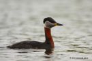 Red-necked Grebe, Austria 3rd of June 2010 Photo: Otto Samwald